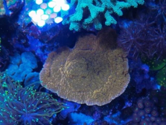 montipora crazy t Meerwasser Koralle - 1