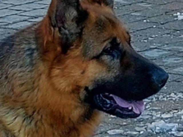 Deutscher Schäferhund, Rüde, 2,5  Jahre - 1